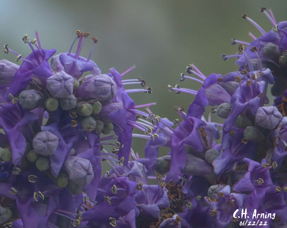 Lilac
