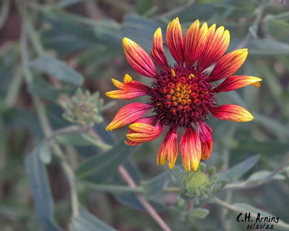 explosion of color