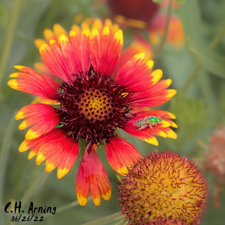 Wildflower