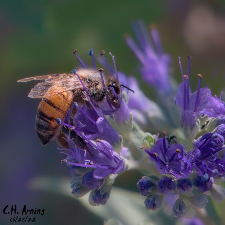 Bee
