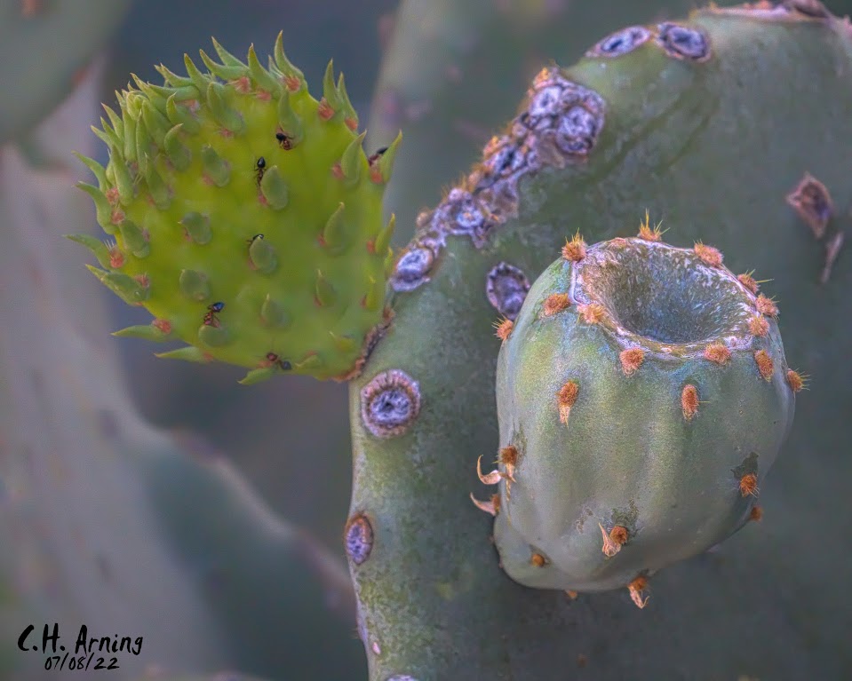 new growth