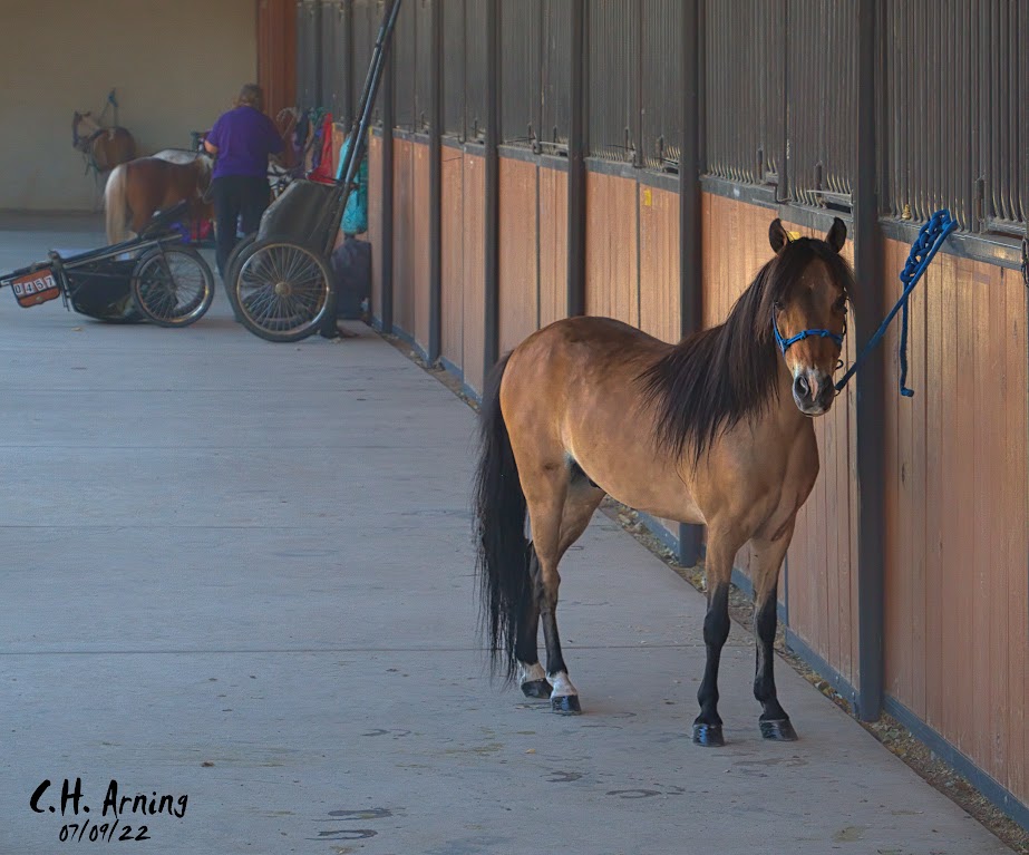 Mini Horse Show