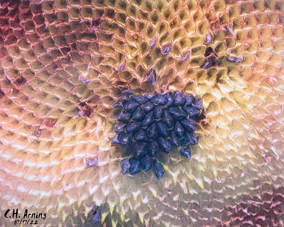 Seeds