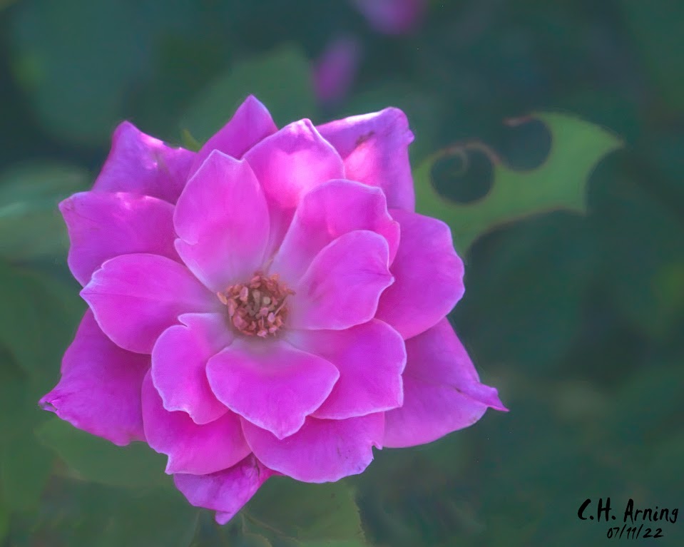 Rose