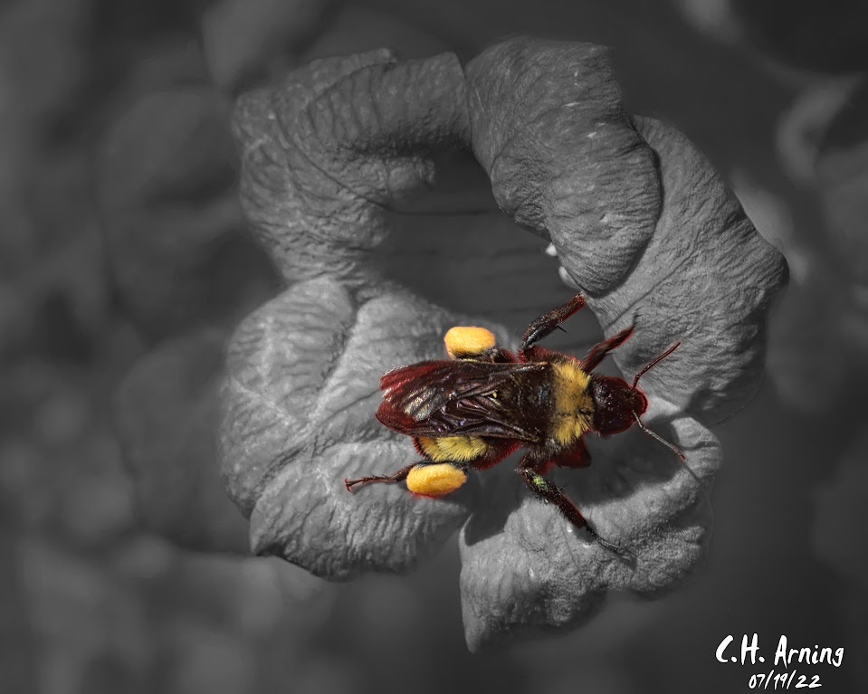 Bumblebee