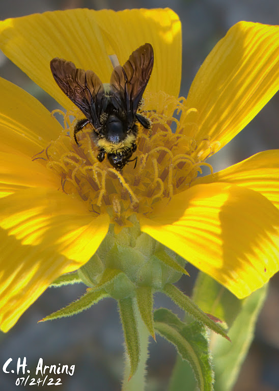 Bumblebee