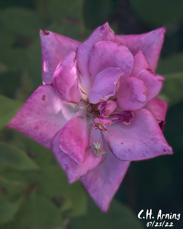 Rose