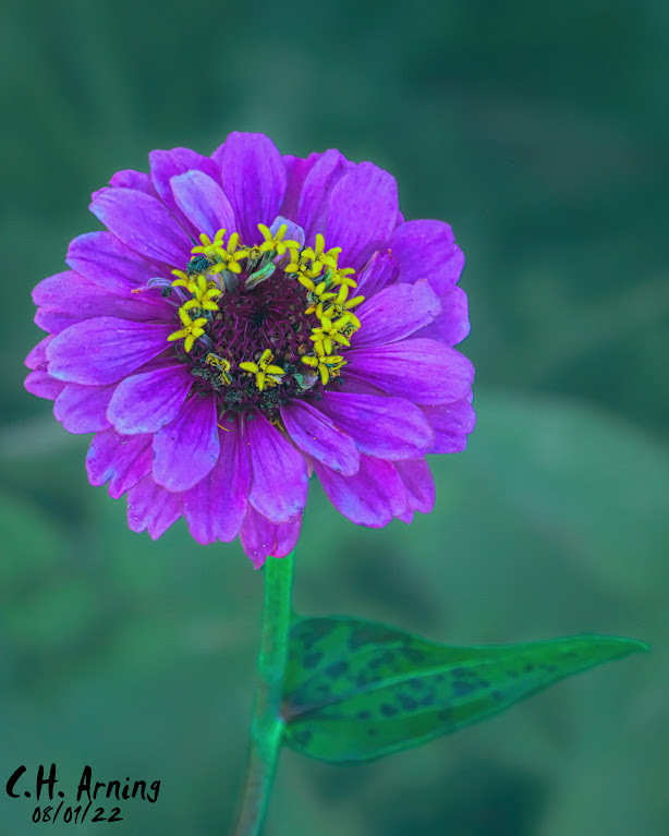 verge flower