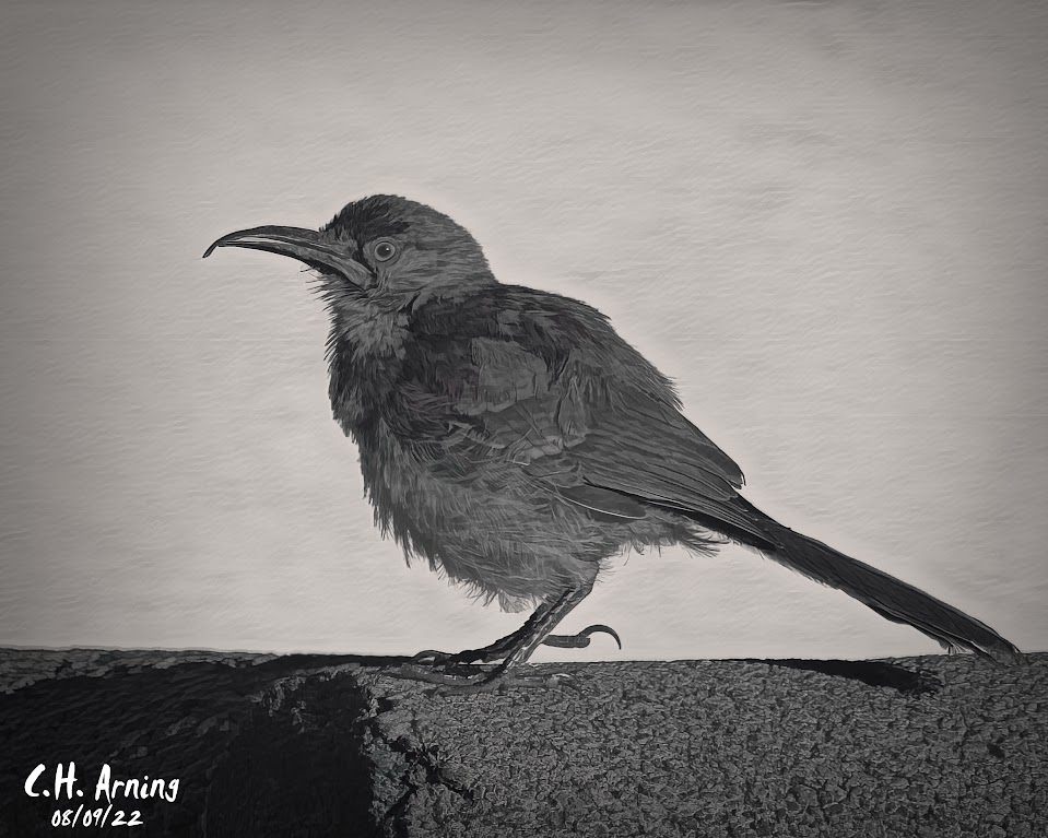 Bird