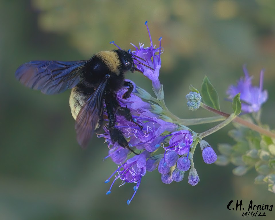 Bumblebee