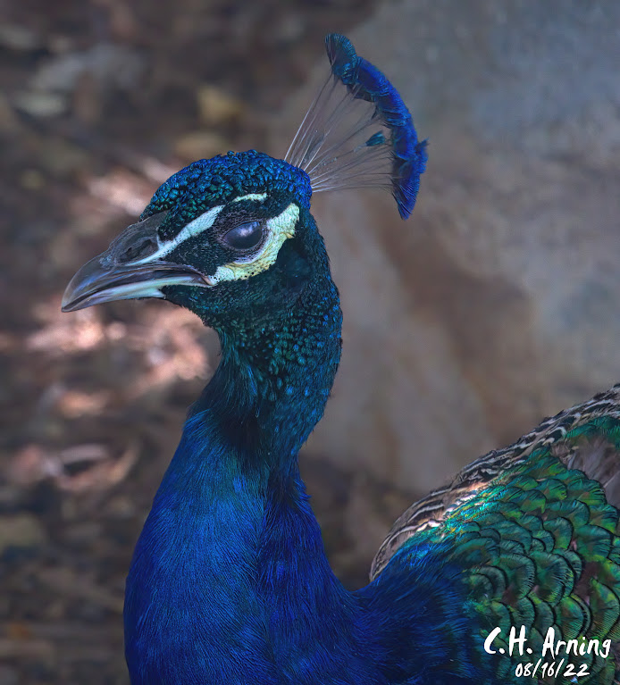 peacock