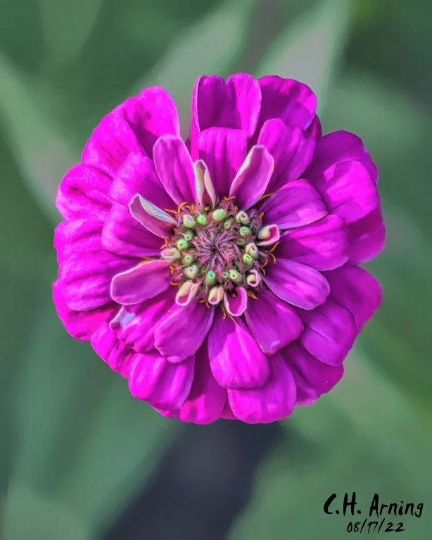 zinnia