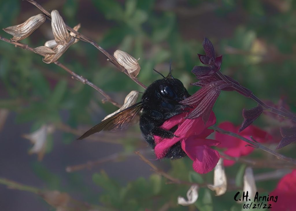 Carpenter bee
