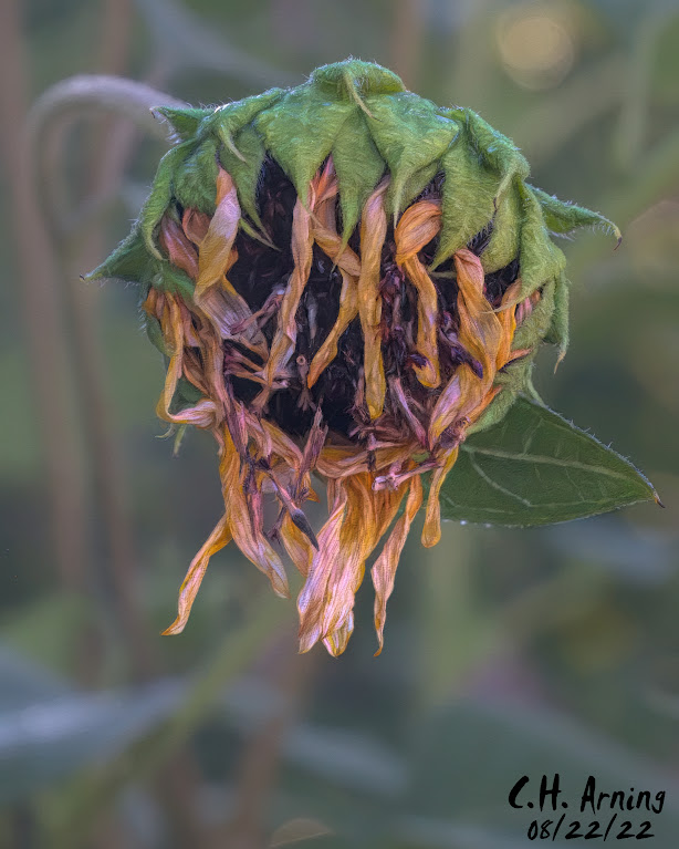 withering petals
