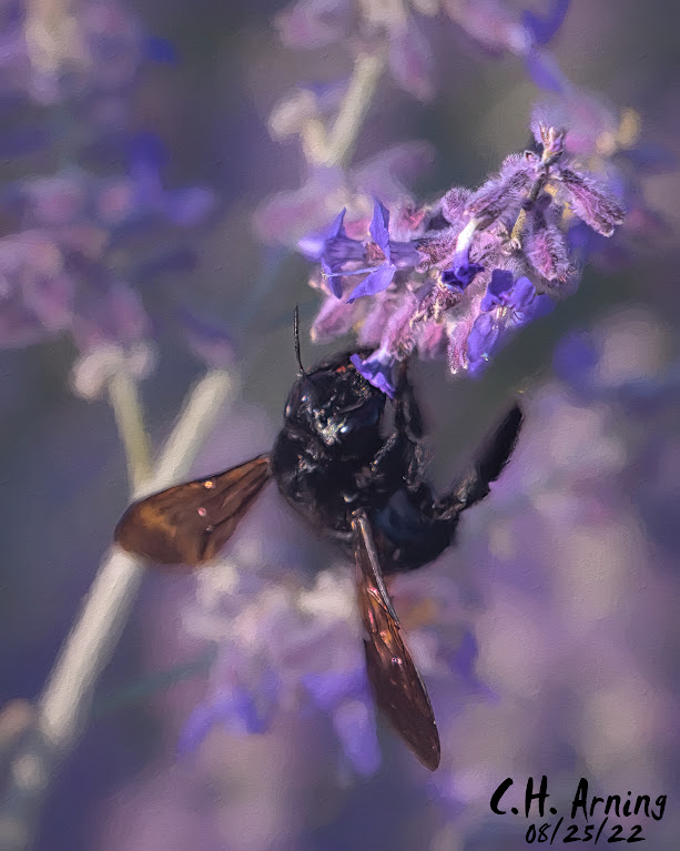 Carpenter Bee