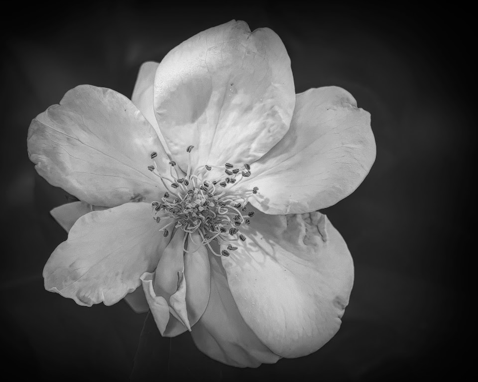 Without Color