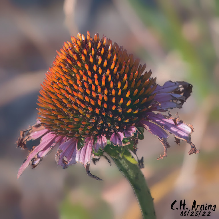 Coneflower