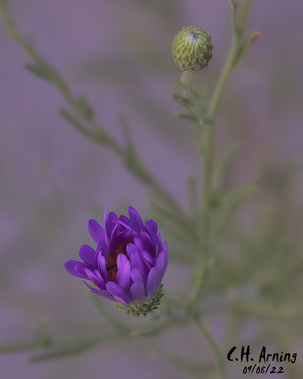 Opening