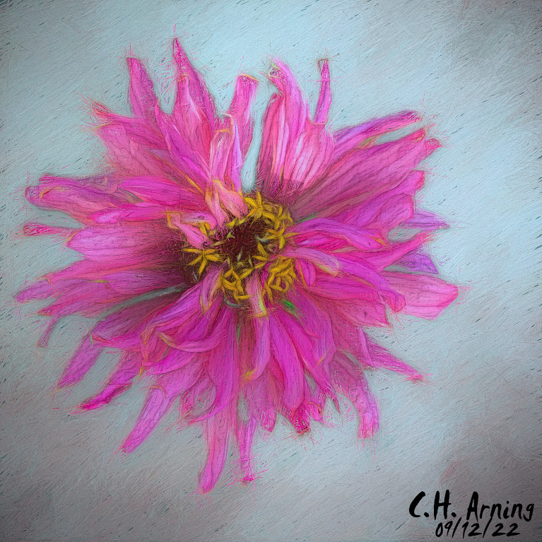 bloom
