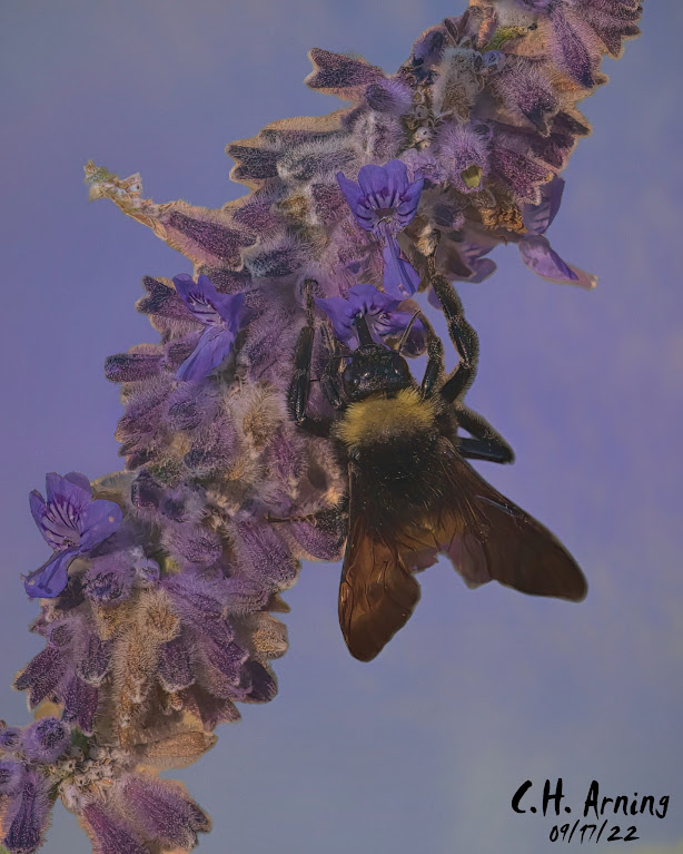 Bumblebee