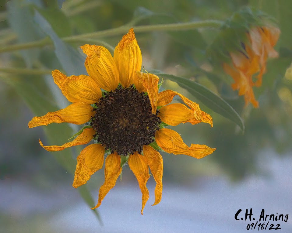 Like the Sun