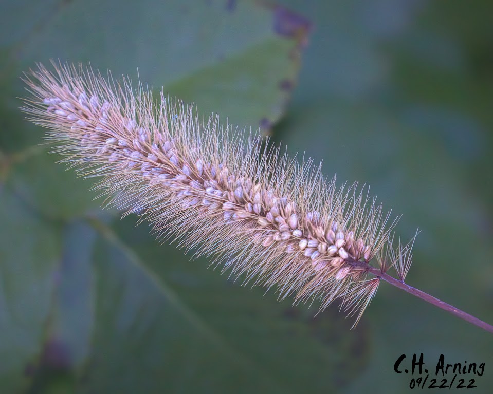 Grass Flower