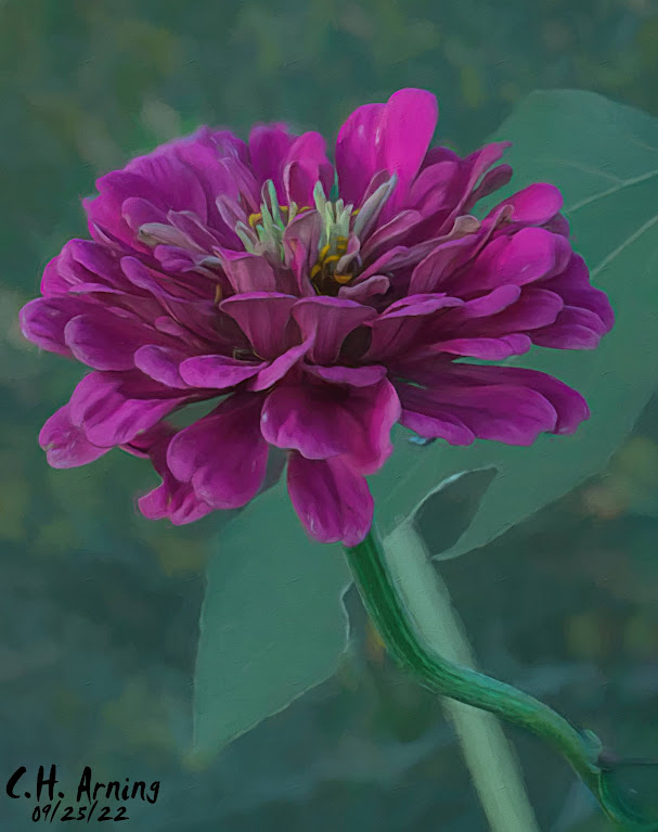 Cornell Flower