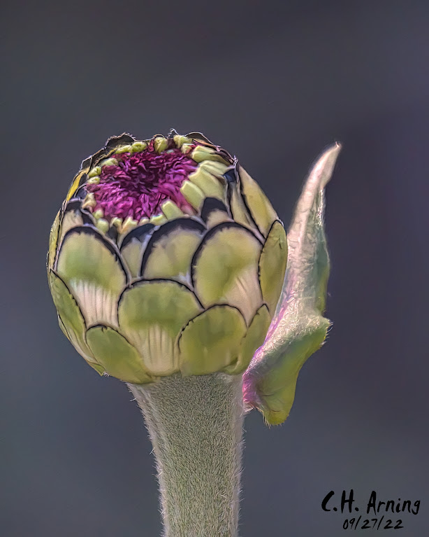 almost alien
