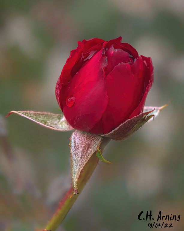 Afternoon Rose