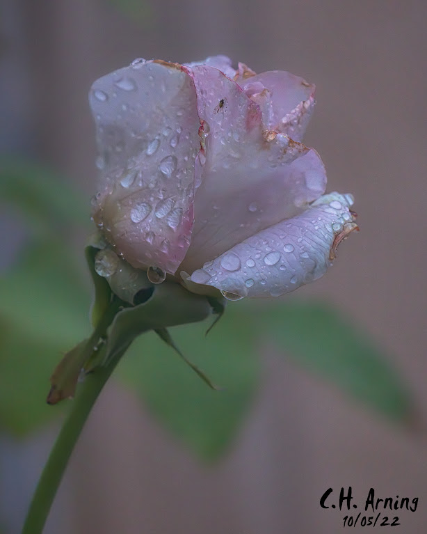 Rain Kissed