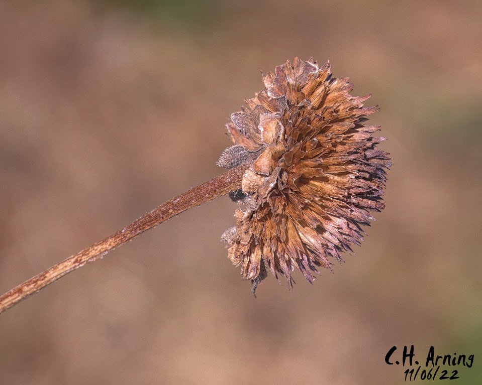 Seed Pod