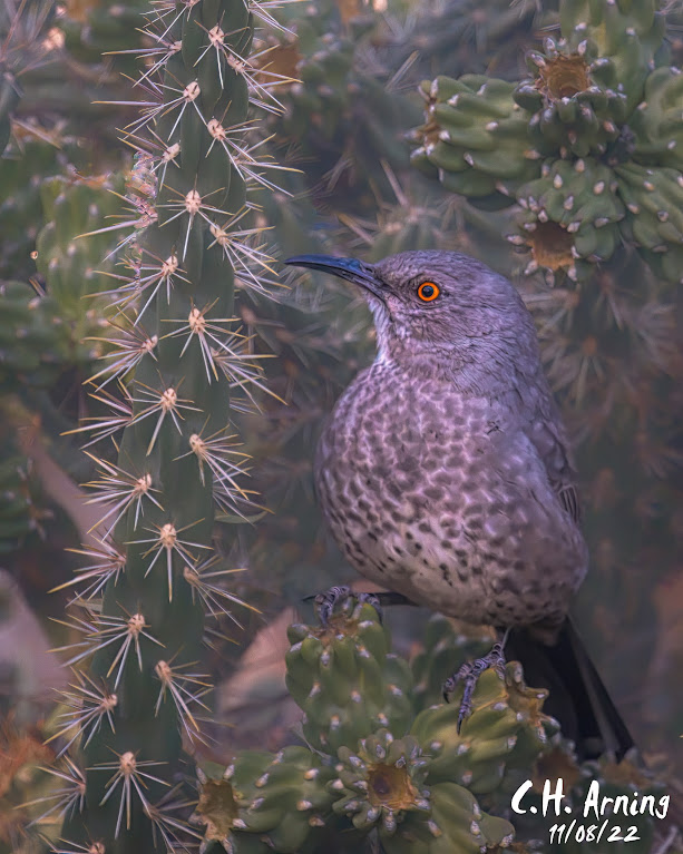Curve-billed Thrasher