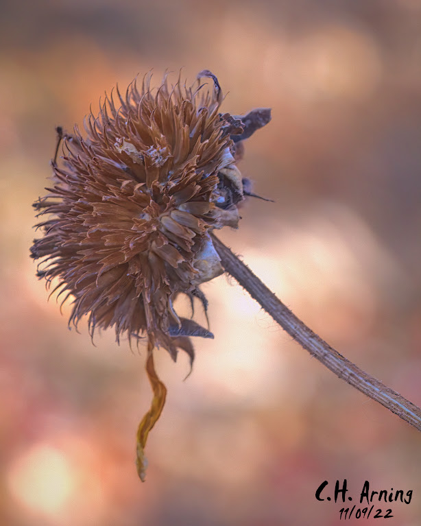 Seed Pod