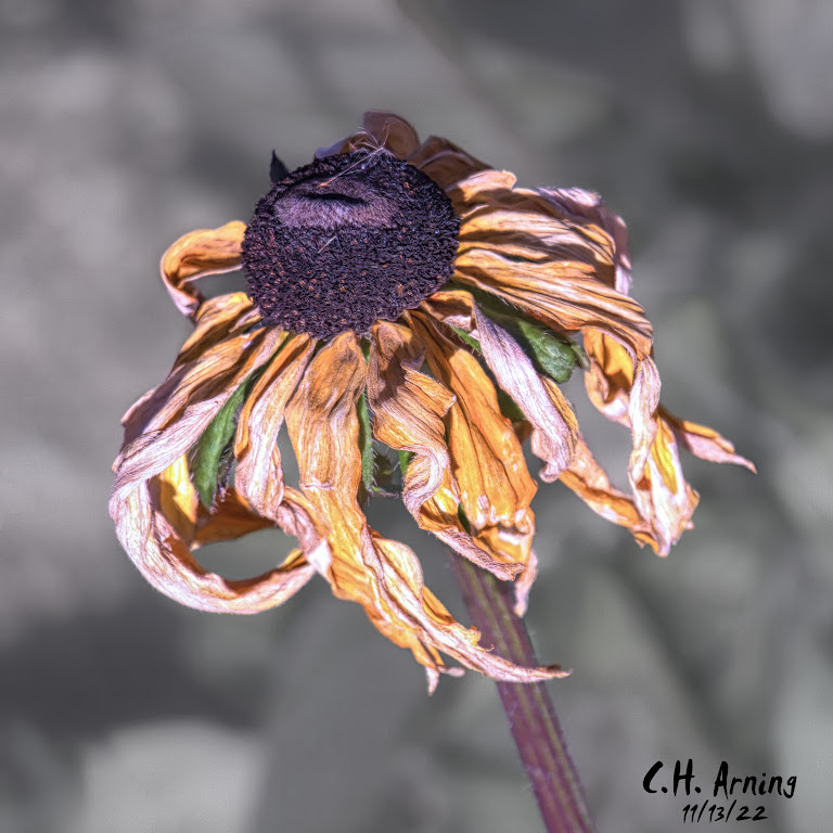 Fall Flower