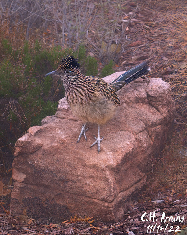 Roadrunner