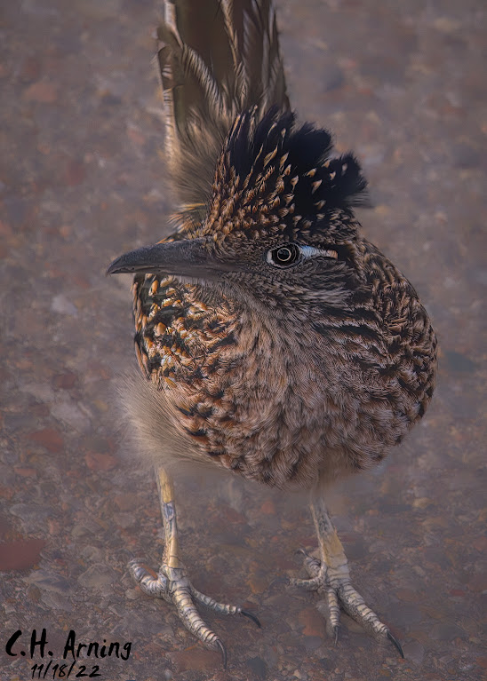 Roadrunner