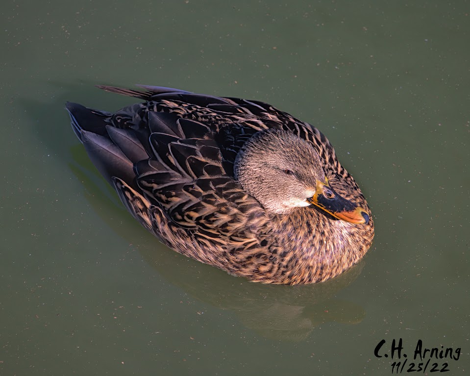 Tingley Duck