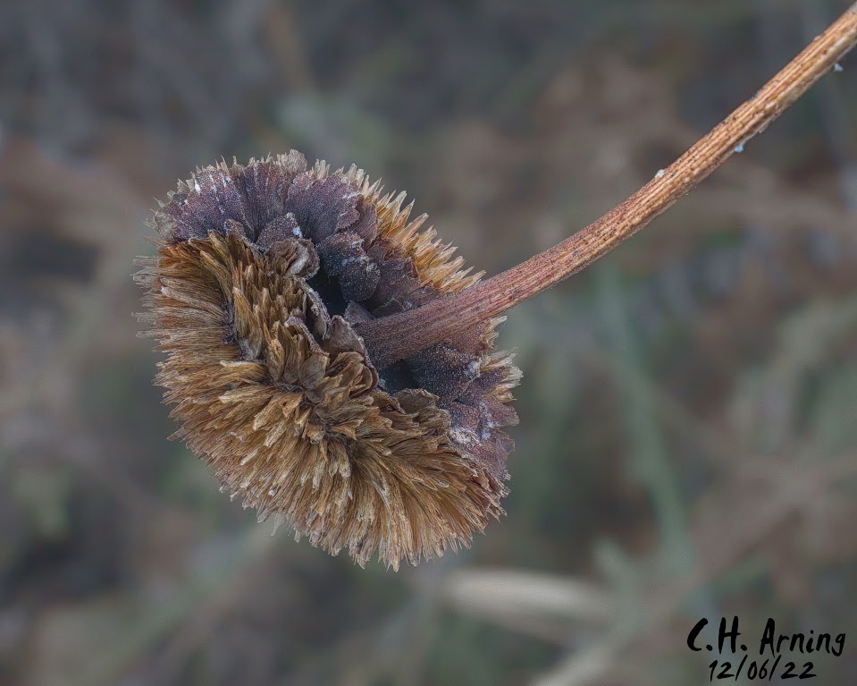 seed head