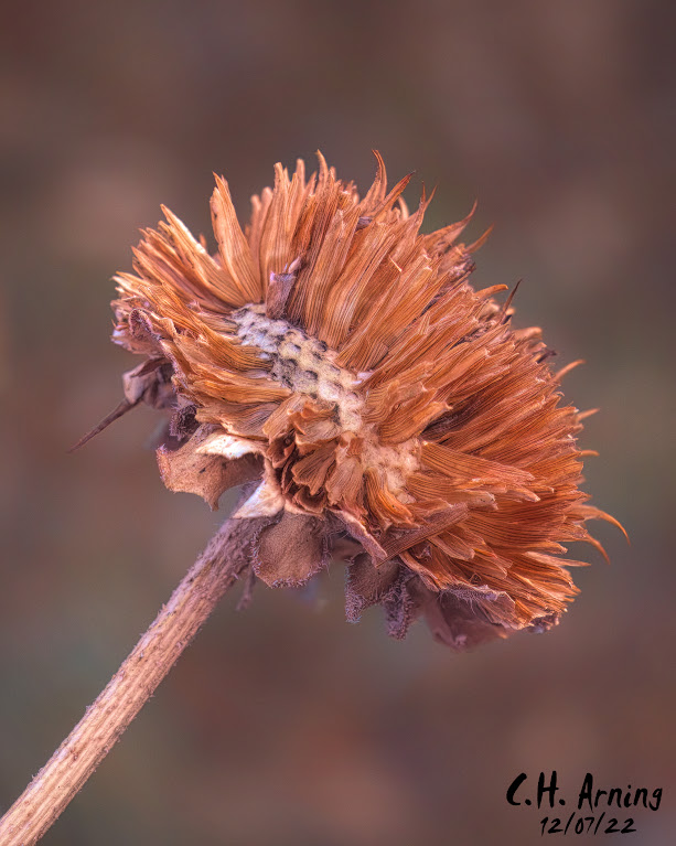 Seed Pod