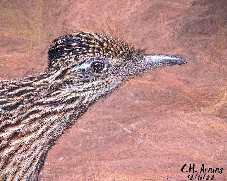 Roadrunner