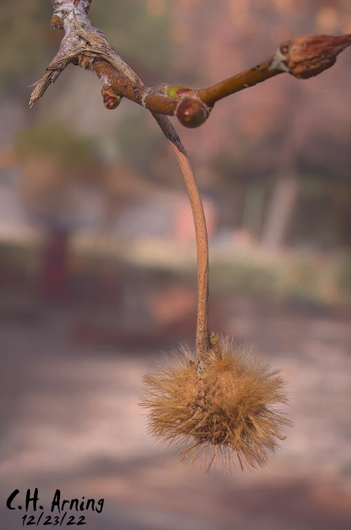 exploded itchy bomb