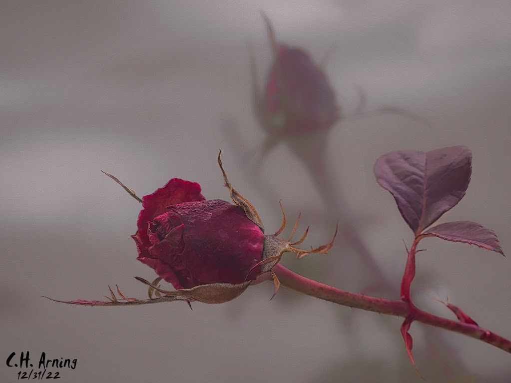 Winter Holdout