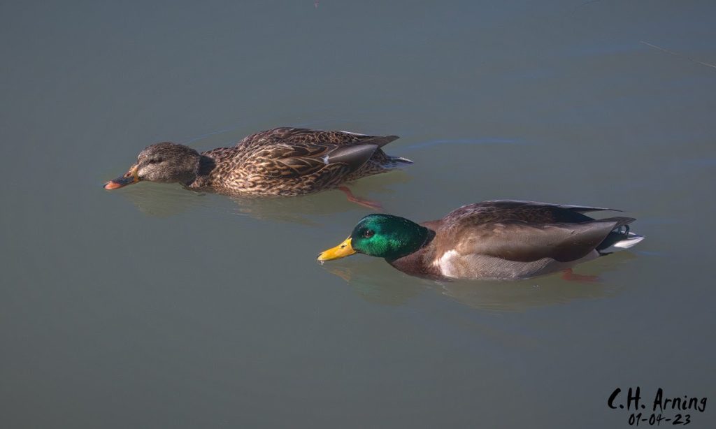 coupled-up