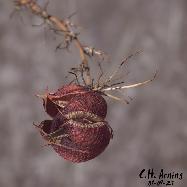 Seed Pod