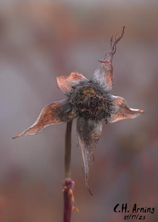 rose hip star