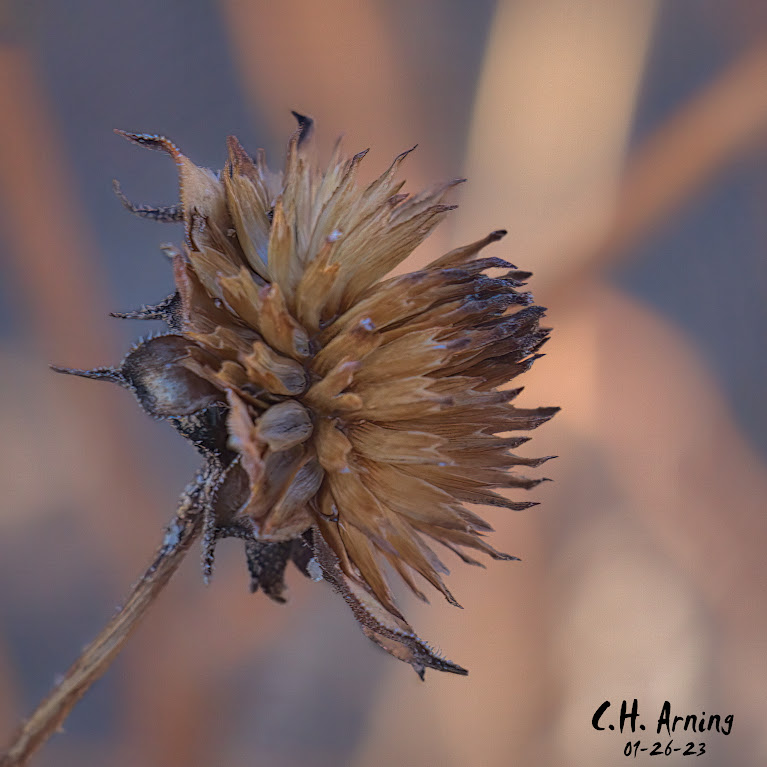 drying flower