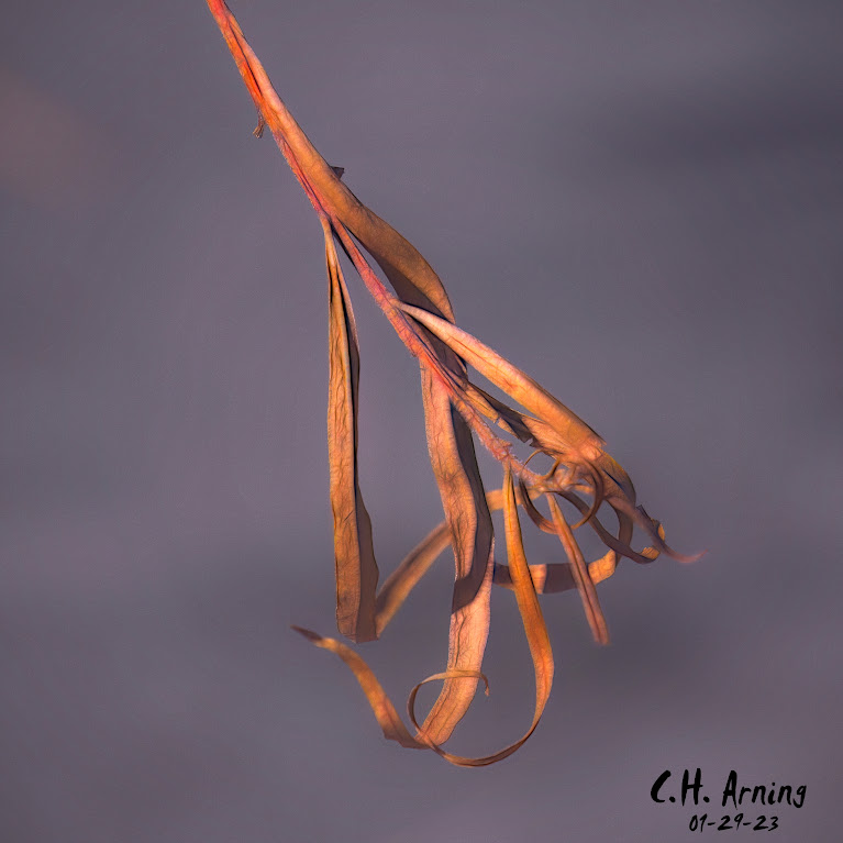leaves
