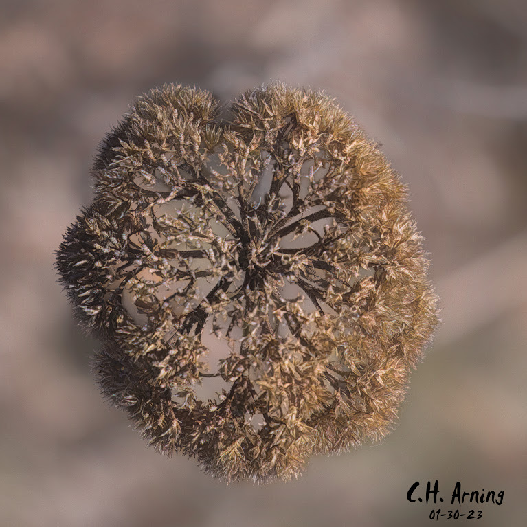 crystalline entity
