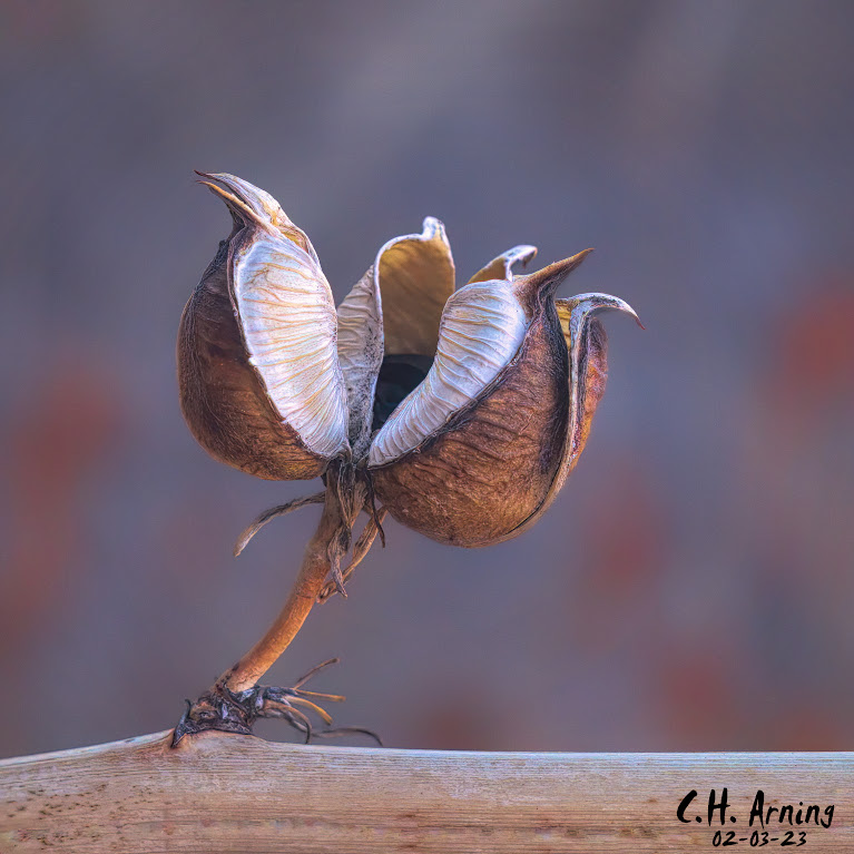Seed Pod