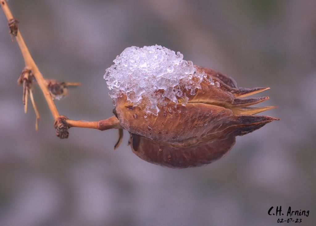 Snow Cap